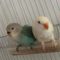 1عددجوجه عروس مینیاتوری3ماهه نر و2عدد کوتوله