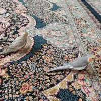 پرنده|پرنده|شاهین‌شهر, نظامی|دیوار