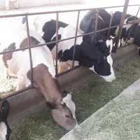 شیر پرچرب گاو