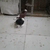 کبوتر زینتی