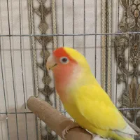 طوطی برزیلی