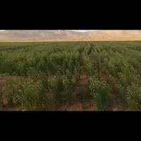 اجاره ۱۳۰ هکتار زمین کشاورزی کشت گندم و جو|اجارهٔ دفتر صنعتی، کشاورزی، تجاری|تهران, صادقیه|دیوار