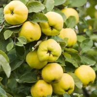 نهال به ایتالیایی در مجوعمه نهالستان بزرگ پاشاپور