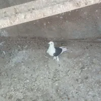 کبوتر خوب