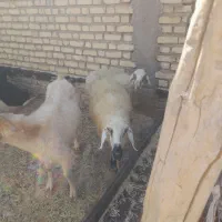 ۷راس میش نژاد عراقی