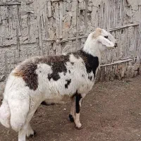 قوچ پلنگی دوساله به شرط راندن|حیوانات مزرعه|سیمین شهر, |دیوار