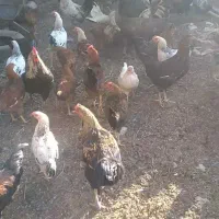 تعداد ۱۵۰تا خروس همه جوان یک ساله|حیوانات مزرعه|بسطام, |دیوار