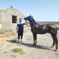 اسب عرب ایرانی نریون ۶ سال|اسب و تجهیزات اسب‌سواری|مشهد, کوشش|دیوار