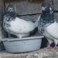 کبوتر نوک ریز
