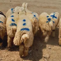 ۱۵راس بره نر دورگ(رودبار شاهباد )