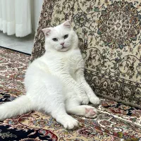 گربه نر جهت جفت گیری