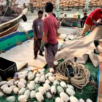 لنج|قایق و سایر وسایل نقلیه|قشم, |دیوار