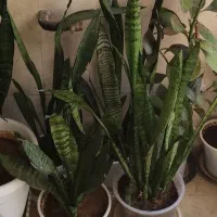 گل طبیعی سانسوریا