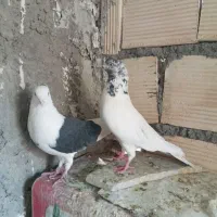 کفتر تهرونی نروماده و نر کله ای.دوکت.سوسکی|پرنده|اصفهان, دارک|دیوار