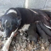 معاوضه توله ی قدرجونی