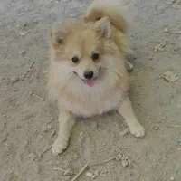 اهدایی|سگ|تهران, مولوی|دیوار