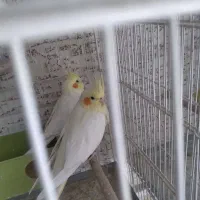 عروس هلندی سخن گو