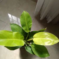 گل و گیاه آپارتمانی