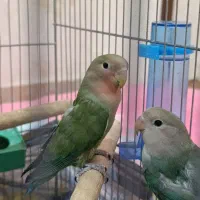 پرنده،کوتوله،طوطی برزیلی|پرنده|یزد, |دیوار