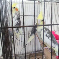 فروش مرغ عروس