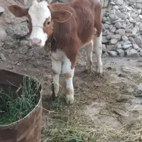 گوساله