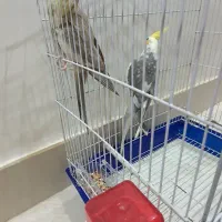 عروس هلندی|پرنده|بندرعباس, |دیوار