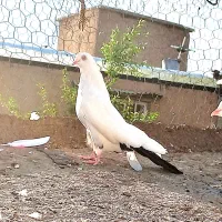 کبوتران ماده پرشی دالی گو