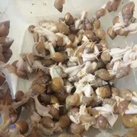 واگذاری حلزون یک جا به تعداد بالا|خزنده|تهران, باغ خزانه|دیوار