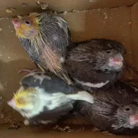 جوجه عروس سرلاکی