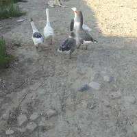 ۵ تا غاز بزرگ