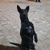 مالینویز ماده‌ بلک