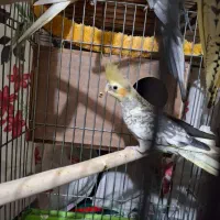 ۲جفت عروس هلندی کار داده و سرحال و بالغ