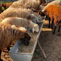 ۷تا میش جوان شیره دار