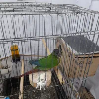 طوطی گرینچیگ