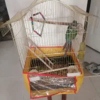 طوطی گریچیک سالم و دستی وسخن گو خوش رنگ