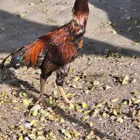 خروس لاری یکساله آخرای لکشه|حیوانات مزرعه|مشگین شهر, |دیوار