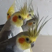 عروس هلندی نروماده بالغ تخم گذار
