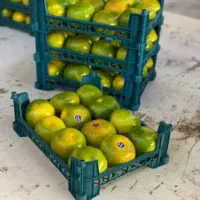 خرید و فروش حق العمل کاری|عمده‌فروشی|تهران, میدان میوه و تره‌بار مرکزی|دیوار