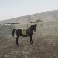 اسب نریان دره شورکره تاج