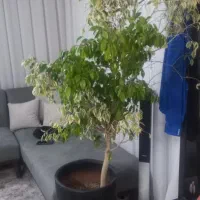 گل بنجامین ابلق دورنگ