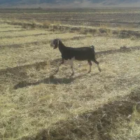 دوراس بز عال مژدی گت شیرا