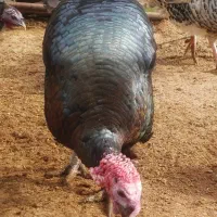 بوقلمون نر و ماده|حیوانات مزرعه|چناران, |دیوار