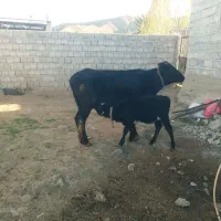 یک راس گاو بچه دار وآبستن