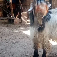 بزغاله تخمی|حیوانات مزرعه|اردل, |دیوار