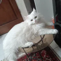 واگذاری گربه خونگی