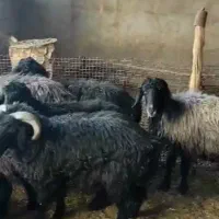 گوسفند میش 11عدد با بره و یک قوچ درجه یک|حیوانات مزرعه|ششده و قره بلاغ, |دیوار