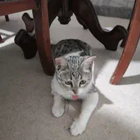 واگذاری گربه