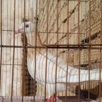 سرور|پرنده|فولادشهر, B4|دیوار