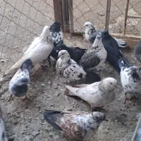 20 تا کبوتر|پرنده|ارومیه, |دیوار