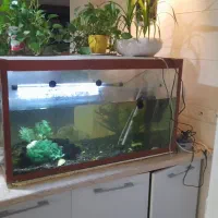 آکواریم  ماهی|ماهی|بندر انزلی, صابرحنان|دیوار